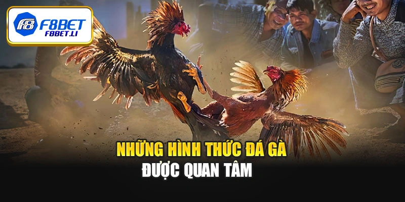 Những hình thức đá gà được quan tâm