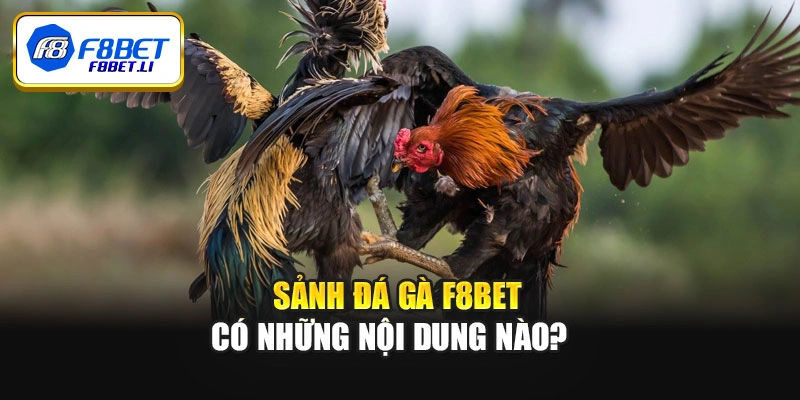 Sảnh đá gà F8bet có những nội dung nào